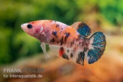 Plakat Kampffisch Koi, Männchen, Betta Splendens -AQUATLATI Geschaft Plakat Kampffisch Koi Betta Plakat Koi Weibchen 2