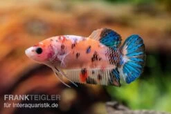 Plakat Kampffisch Koi, Männchen, Betta Splendens -AQUATLATI Geschaft Plakat Kampffisch Koi Betta Plakat Koi Weibchen 3
