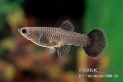 Charcoal Black Guppy, Poecilia Reticulata 5 Charcoal Black Guppy, Poecilia Reticulata -AQUATLATI Geschaft Poecilia reticulata Charcoal black