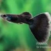 Charcoal Black Guppy, Poecilia Reticulata