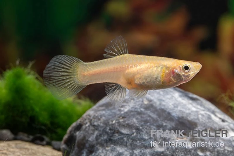 Golden Lace Sword Guppy, Poecilia Reticulata 4 Golden Lace Sword Guppy, Poecilia Reticulata – Bild 2