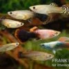 Guppy Zucht-Mix 2, Poecilia Reticulata, 2M 5W -AQUATLATI Geschaft Poecilia reticulata Guppy Mix Zuchtgruppe 2