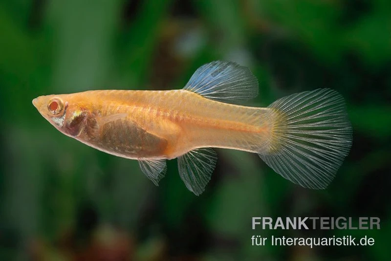 RREA Double Sword Endlers Guppy, Poecilia Reticulata 4 RREA Double Sword Endlers Guppy, Poecilia Reticulata – Bild 2