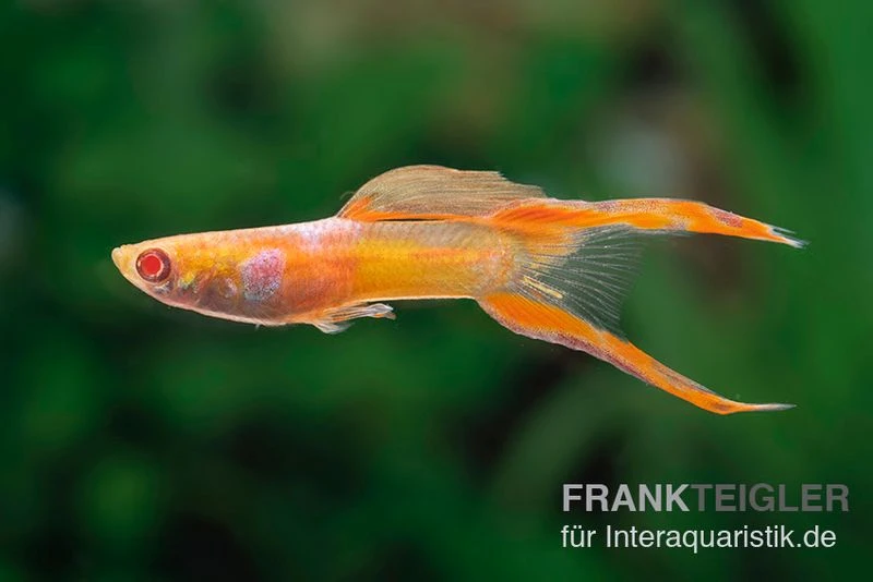 RREA Double Sword Endlers Guppy, Poecilia Reticulata 3 RREA Double Sword Endlers Guppy, Poecilia Reticulata