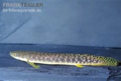 Pollis Flösselhecht, Polypterus Polli -AQUATLATI Geschaft Pollis Floesselhecht Polypterus polli