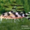Pracht-Fiederbartwels, Synodontis Decorus -AQUATLATI Geschaft Pracht Fiederbartwels Synodontis decorus neu