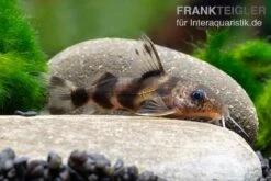 Pracht-Fiederbartwels, Synodontis Decorus -AQUATLATI Geschaft Pracht Fiederbartwels Synodontis decorus neu 2