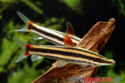 Prachtkopfsteher, Anostomus Anostomus -AQUATLATI Geschaft Prachtkopfsteher Anostomus anostomus neu 2