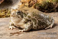 Präriekröte, Bufo Cognatus -AQUATLATI Geschaft Praeriekroete Bufo cognatus 3