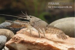 Flusskrebs, Procambarus Vasquezae