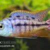Protomelas Taeniolatus "Boadzulu" -AQUATLATI Geschaft Protomelas taeniolatus Boadzulu