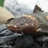 Frosch-Fettwels, Pseudopimelodus Raninus Raninus 1 Frosch-Fettwels, Pseudopimelodus Raninus Raninus -AQUATLATI Geschaft Pseudopimelodus raninus 3