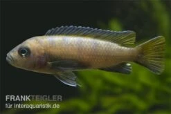 Mpanga Schmalbarsch, Pseudotropheus Elongatus Mpanga, DNZ 5 Mpanga Schmalbarsch, Pseudotropheus Elongatus Mpanga, DNZ -AQUATLATI Geschaft Pseudotropheus elongatus Mpanga