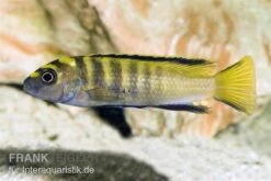 Flavus Maulbrüter, Pseudotropheus (elongatus) Flavus, DNZ