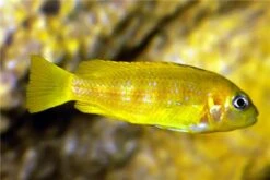 Saulosi Zebramaulbrüter, Pseudotropheus Saulosi, DNZ