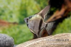 Avatar Zebra-Skalar, Pterophyllum Scalare -AQUATLATI Geschaft Pterophyllum scalare AVATAR ZEBRA 1