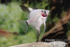 Bulgarian Green Red Cheek Skalar, Pterophyllum Scalare 7 Bulgarian Green Red Cheek Skalar, Pterophyllum Scalare -AQUATLATI Geschaft Pterophyllum scalare BULGARIAN GREEN RED CHICK