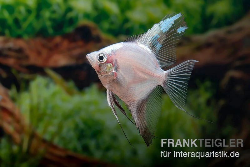 Bulgarian Green Red Cheek Skalar, Pterophyllum Scalare 4 Bulgarian Green Red Cheek Skalar, Pterophyllum Scalare - Image 2