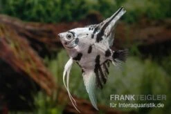 Skalar Platinum Marmor, Pterophyllum Scalare, 4-5 Cm, DNZ -AQUATLATI Geschaft Pterophyllum scalare Platinum Marble 7