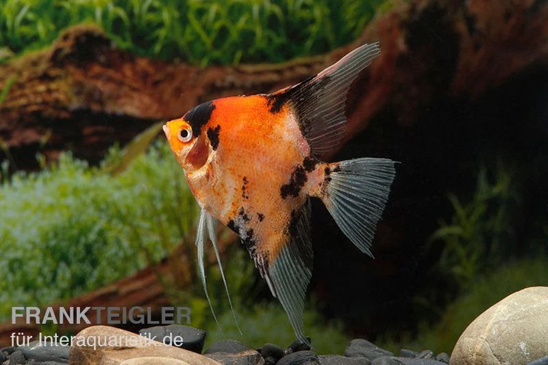 Skalar Red King, Pterophyllum Scalare, 4,0 Cm Bis 5,0 Cm, DNZ 3 Skalar Red King, Pterophyllum Scalare, 4,0 Cm Bis 5,0 Cm, DNZ