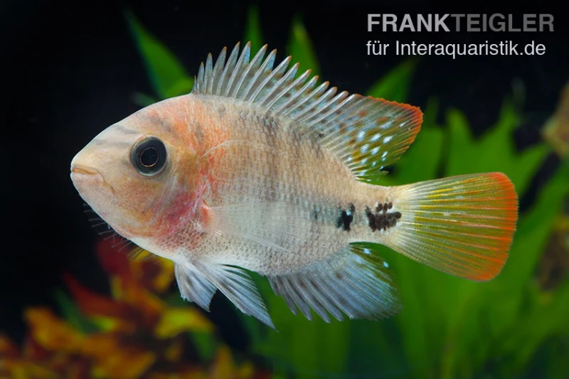 Quetzal-Buntbarsch, Cichlasoma Synspilum, DNZ 4 Quetzal-Buntbarsch, Cichlasoma Synspilum, DNZ – Bild 2