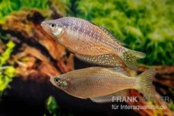 Rawa-Biru-Regenbogenfisch, Melanotaenia Cf. Splendida Rubrostriata "Rawa Biru" , 5 Tiere -AQUATLATI Geschaft Rawa Biru Regenbogenfisch Melanotaenia cf splendida rubrostriata Rawa Biru 3
