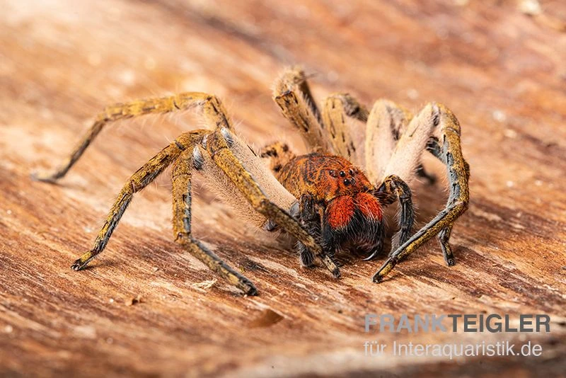 Red Fang Spider, Piloctenus Haematostoma 4 Red Fang Spider, Piloctenus Haematostoma – Bild 2