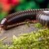 Red Legged Millipede, Spirostreptus Sp. Red Legged Nigeria 2 Red Legged Millipede, Spirostreptus Sp. Red Legged Nigeria -AQUATLATI Geschaft Red Legged Millipede Spirostreptus sp Red Legged Nigeria 1