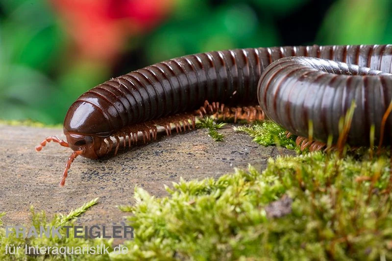 Red Legged Millipede, Spirostreptus Sp. Red Legged Nigeria 3 Red Legged Millipede, Spirostreptus Sp. Red Legged Nigeria