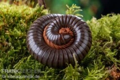 AQUATLATI Geschaft 25 AQUATLATI Geschaft -AQUATLATI Geschaft Red Legged Millipede Spirostreptus sp Red Legged Nigeria 2