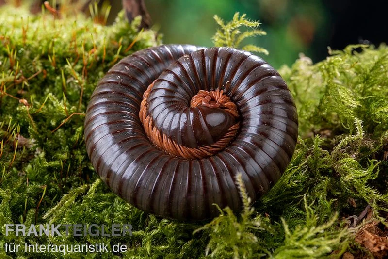 Red Legged Millipede, Spirostreptus Sp. Red Legged Nigeria 4 Red Legged Millipede, Spirostreptus Sp. Red Legged Nigeria - Image 2