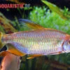Regenbogen-Kongosalmler, Phenacogrammus Hilgendorfi