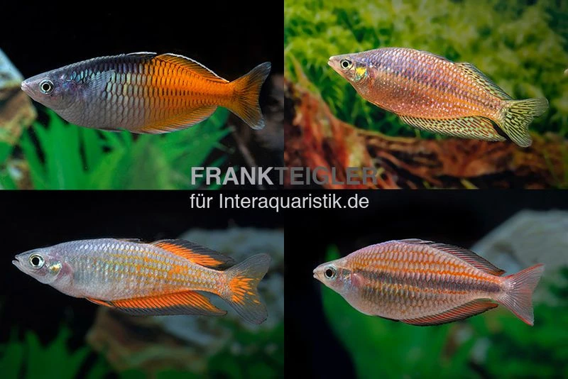 Regenbogenfisch-Mix, 5 Tiere 3 Regenbogenfisch-Mix, 5 Tiere