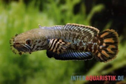 Regenbogen-Schlangenkopf, Channa Bleheri, 10-15 Cm -AQUATLATI Geschaft Regenbogen Schlangenkopf Channa bleheri neu 3