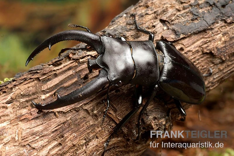 Rhinoceros-Hirschkäfer, Hexarthrius Rhinoceros 3 Rhinoceros-Hirschkäfer, Hexarthrius Rhinoceros