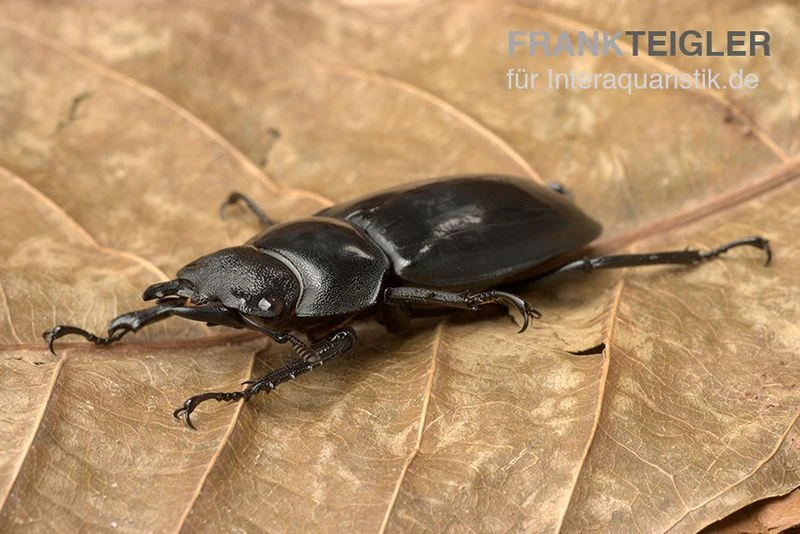 Rhinoceros-Hirschkäfer, Hexarthrius Rhinoceros 4 Rhinoceros-Hirschkäfer, Hexarthrius Rhinoceros - Image 2