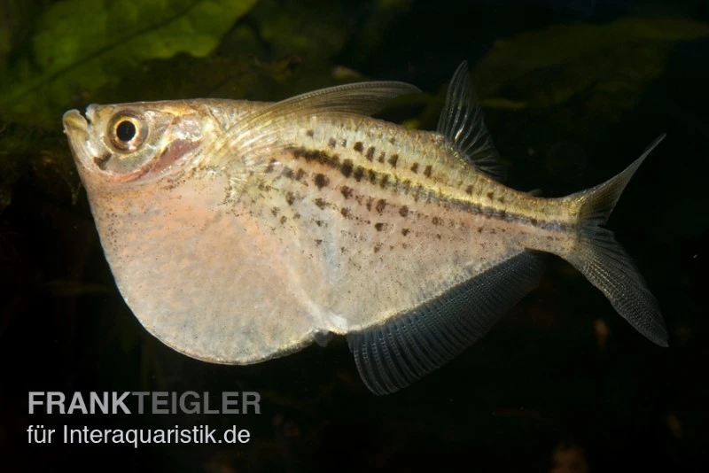 Riesenbeilbauchsalmler, Gasteropelecus Maculatus 3 Riesenbeilbauchsalmler, Gasteropelecus Maculatus