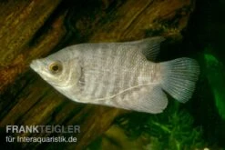 Riesengurami, Osphronemus Goramy