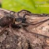 Riesenkrabbenspinne, Heteropoda Sp. Indonesien 01