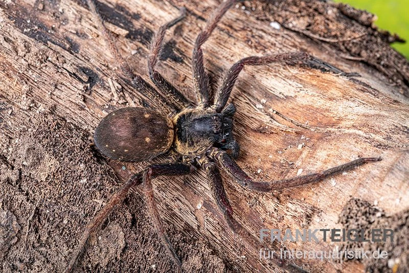 Riesenkrabbenspinne, Heteropoda Sp. Indonesien 01 4 Riesenkrabbenspinne, Heteropoda Sp. Indonesien 01 – Bild 2