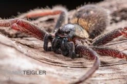 Riesenkrabbenspinne, Heteropoda Sp. Indonesien 01 8 Riesenkrabbenspinne, Heteropoda Sp. Indonesien 01 -AQUATLATI Geschaft Riesenkrabbenspinne Heteropoda sp Indonesien 03