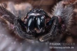 Riesenkrabbenspinne, Heteropoda Sp. Indonesien 01 9 Riesenkrabbenspinne, Heteropoda Sp. Indonesien 01 -AQUATLATI Geschaft Riesenkrabbenspinne Heteropoda sp Indonesien 04