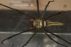 Riesenradnetzspinne, Nephila Maculata 13 Riesenradnetzspinne, Nephila Maculata -AQUATLATI Geschaft Riesenradnetzspinne Nephila maculata