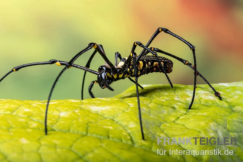 Riesenradnetzspinne, Nephila Maculata 5 Riesenradnetzspinne, Nephila Maculata - Image 3