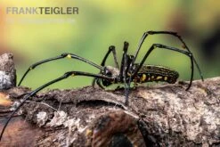 Riesenradnetzspinne, Nephila Maculata 12 Riesenradnetzspinne, Nephila Maculata -AQUATLATI Geschaft Riesenradnetzspinne Nephila maculata 5