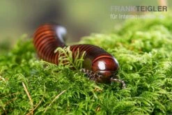 Riesiger Feuer-Tausendfüßer, Pelmatojulus Excisus -AQUATLATI Geschaft Riesiger Feuer Tausendfuesser Pelmatojulus excisus 3