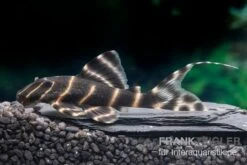 Ringelsocken-Harnischwels, L204, Panaqolus Albivermis "Flash Pleco" 4-5 Cm -AQUATLATI Geschaft Ringelsocken Harnischwels L204 Panaqolus albivermis Flash Pleco neu 1