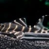 Ringelsocken-Harnischwels, L204, Panaqolus Albivermis "Flash Pleco" 4-5 Cm