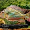 Rio-Negro-Erdfresser, Geophagus Winemilleri 1 Rio-Negro-Erdfresser, Geophagus Winemilleri -AQUATLATI Geschaft Rio Negro Erdfresser Geophagus winemilleri neu 1