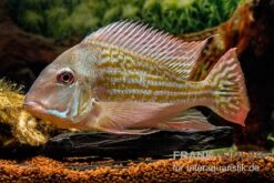 Rio-Negro-Erdfresser, Geophagus Winemilleri 7 Rio-Negro-Erdfresser, Geophagus Winemilleri -AQUATLATI Geschaft Rio Negro Erdfresser Geophagus winemilleri neu 3
